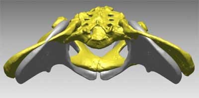 Two pelves superimposed. Ardipithecus in gray has a less flared shape than A.L. 288-1 in yellow