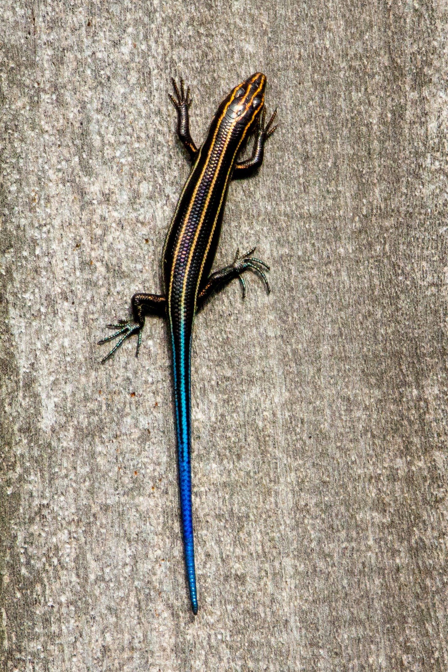 A black-and-orange striped lizard with an electric blue tail