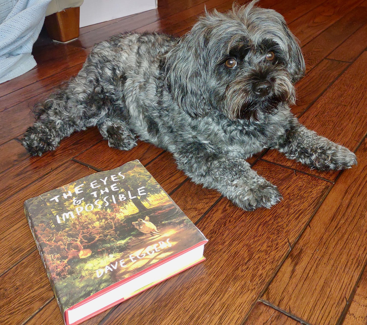 Small hairy dog grey with book on floor next to it by Dave Eggers