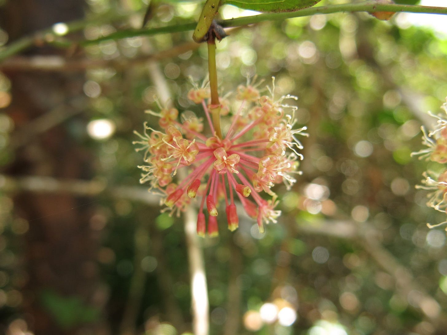 Smilax calophylla [flower close up - Atlas Liv. Aus].jpeg