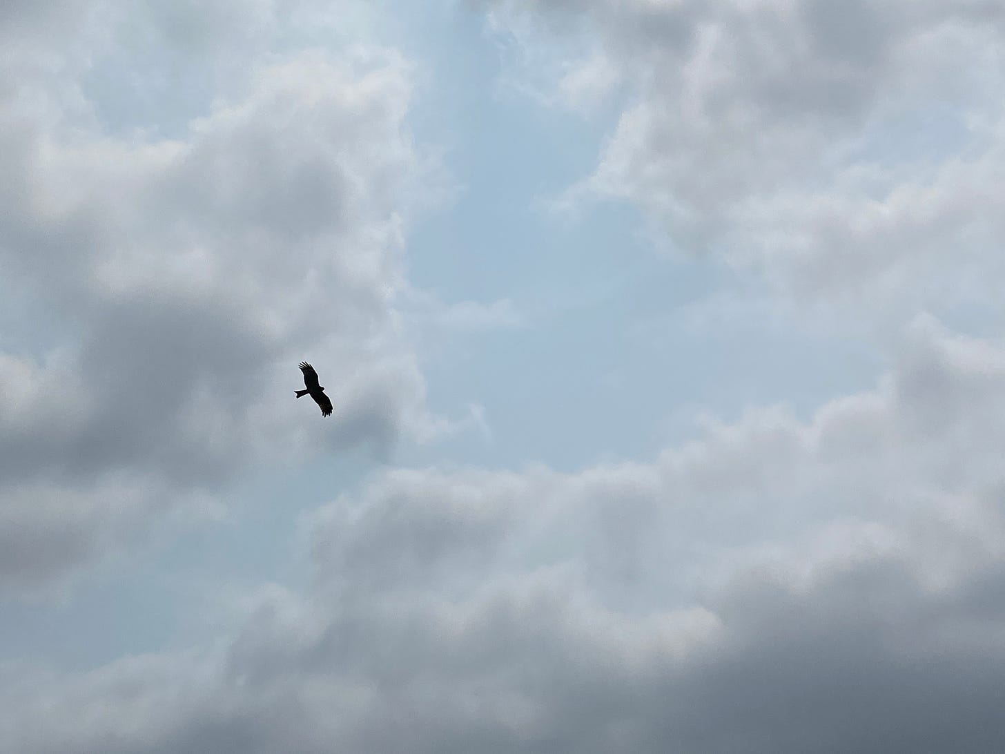 Silhouette photo of a kite (bird) against a cloudy and blue sky