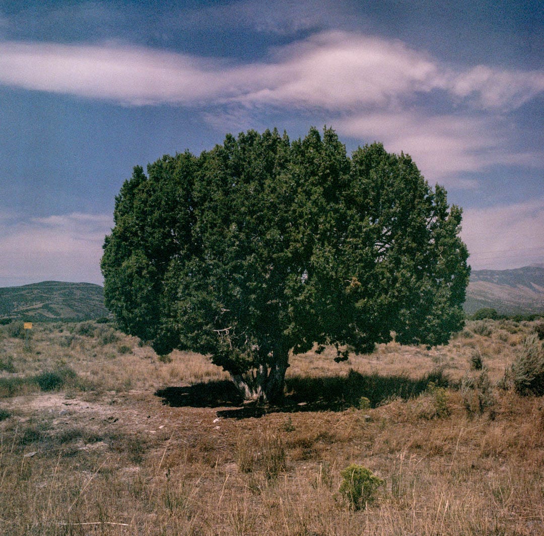 A photo of a single tree standing alone in a wide expanse.