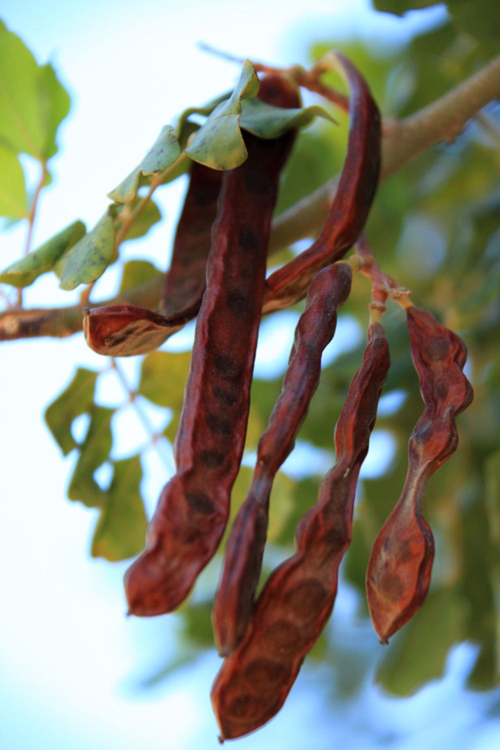 Long brown carob pods hanging from tree branch