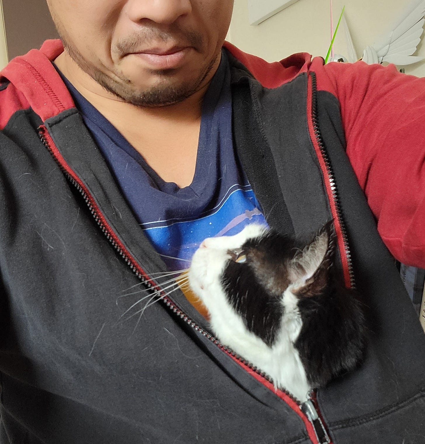 Black and white cat snuggles under the zippered hoodie of man 