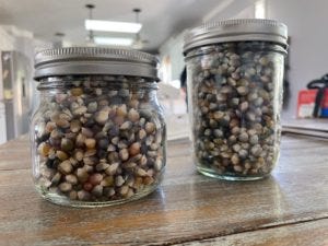 Glass gem corn hulled and put into jars for future use