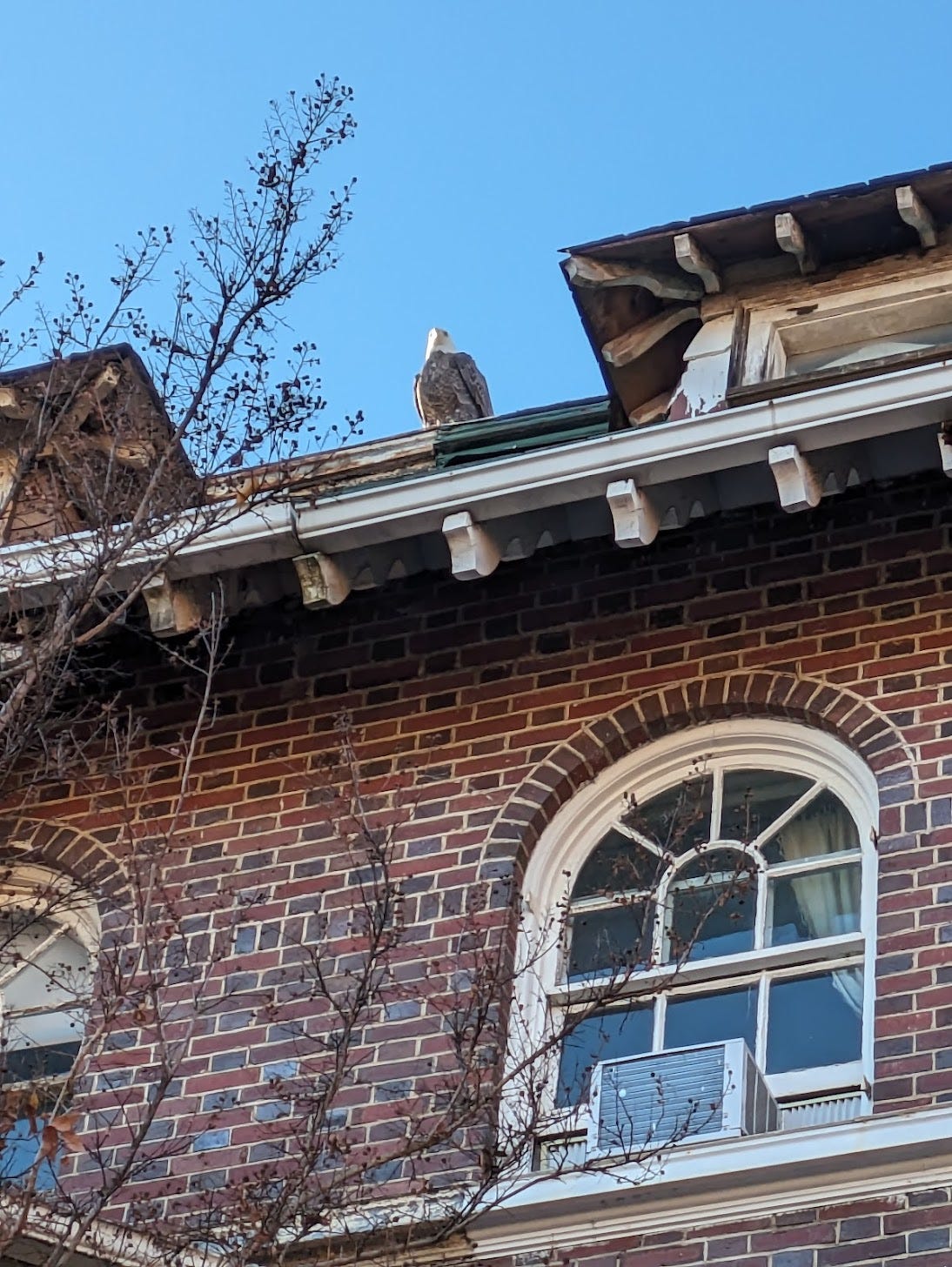 Bald eagle in Mt. Pleasant