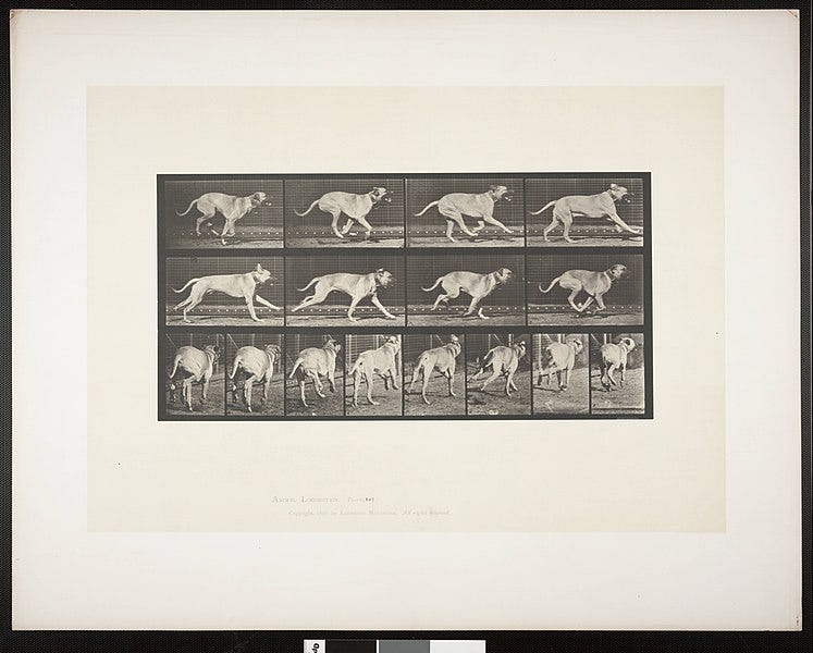 Series of sepia photographs of each movement as a large dog runs.