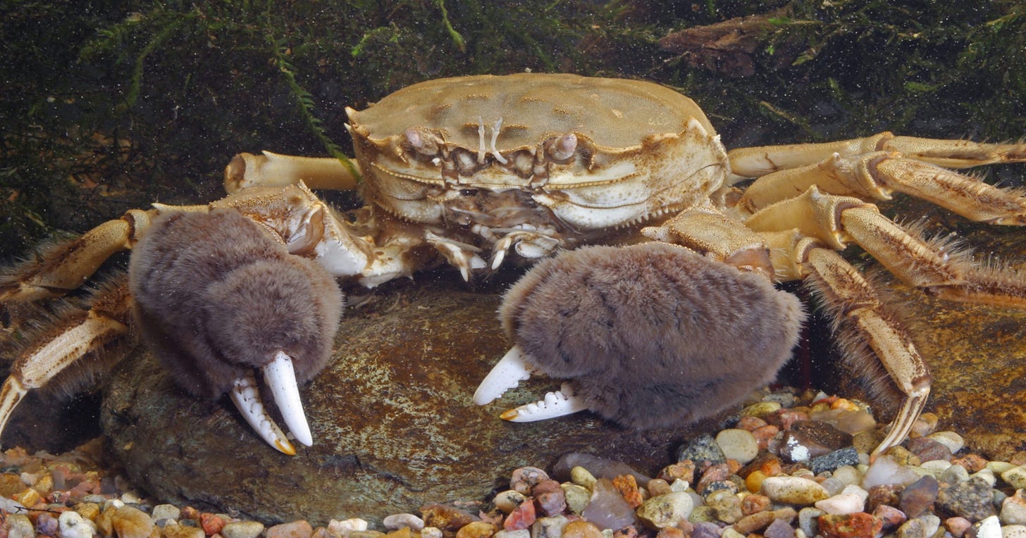 Invasive Chinese mitten crab
