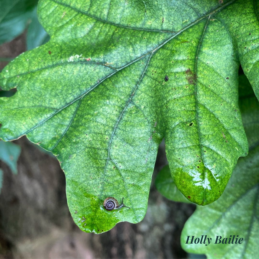 baby snail on a leaf