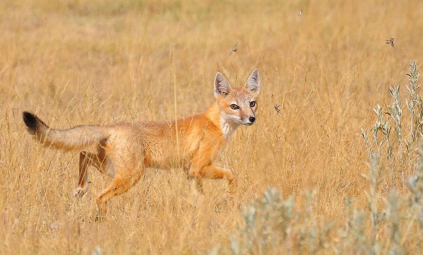 un zorro cometa de Estados Unidos, una especie delgada y rápida de color anaranjado y ojos vivos