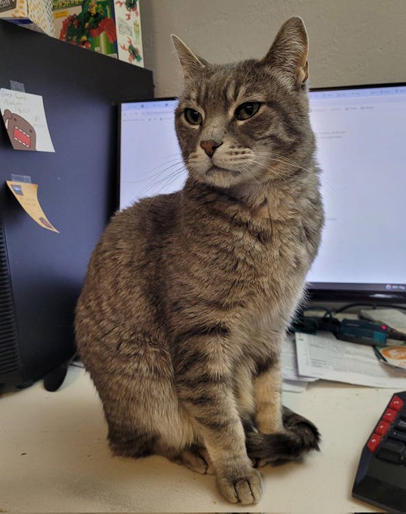 Photo of my grey tabby cat sitting on my desk, looking with great interest at Crom knows what. 