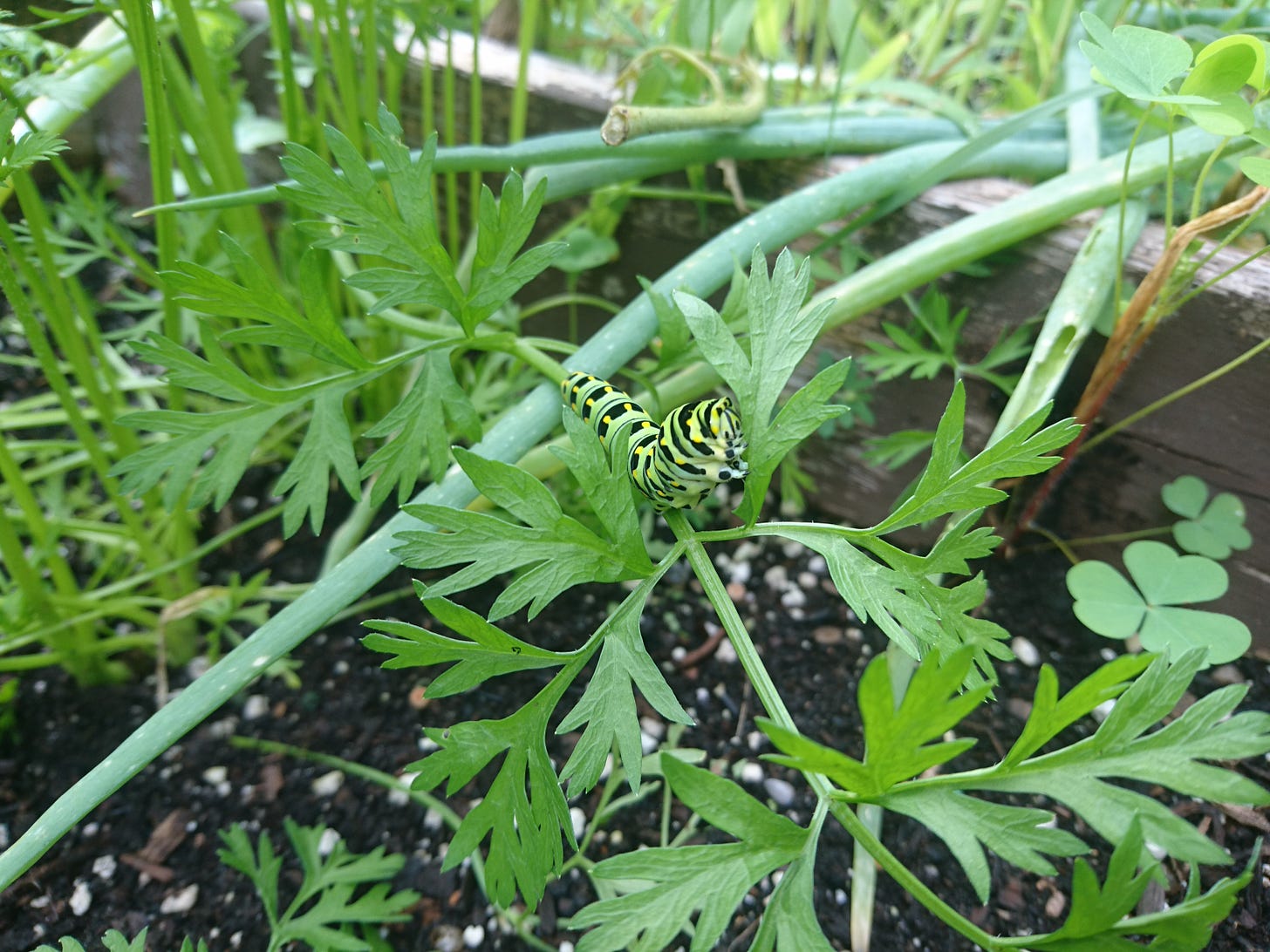 A black swallowtail caterpillar sits half reared on a carrot stalk, hidin it's face behind a leaf