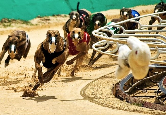 What do greyhounds chase when racing? - Oxford Stadium