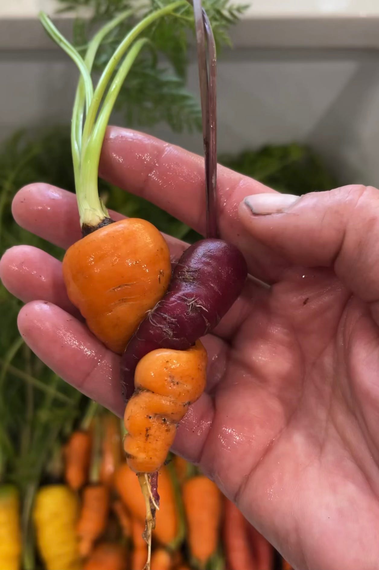 A hand holds an orange and purple carrot that have grown intertwined together.