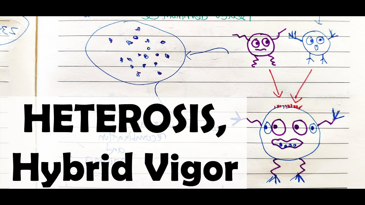 What is Heterosis_HELICASE - YouTube