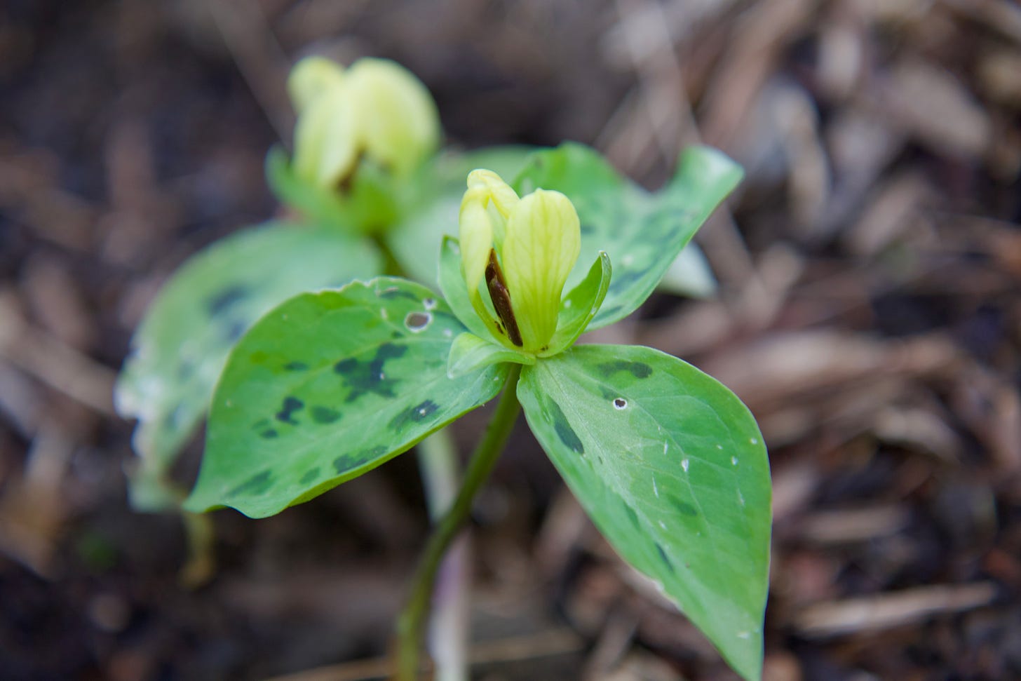 A new little yellow-flowering Trillium, Trillium discolor, under a hedge.