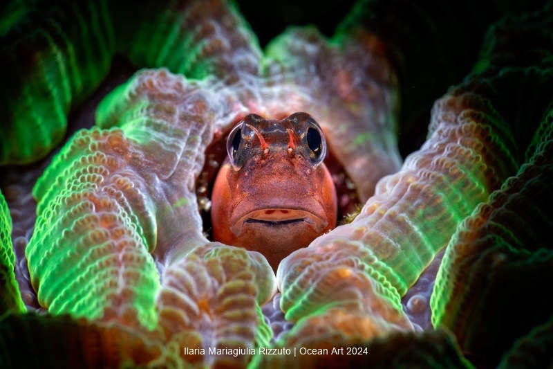 primer plano de un pez pequeño llamado gobio entre los pliegues de un coral de cerebro que es fluorescente
