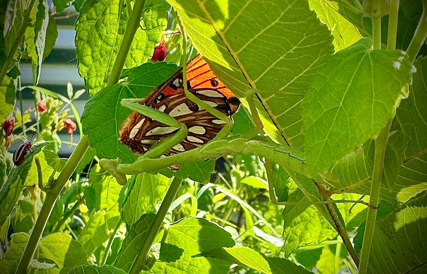 Praying mantis eating butterfly in a garden