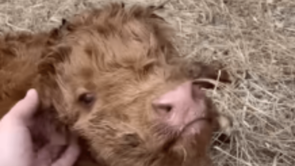 Baby Scottish Highland Cow