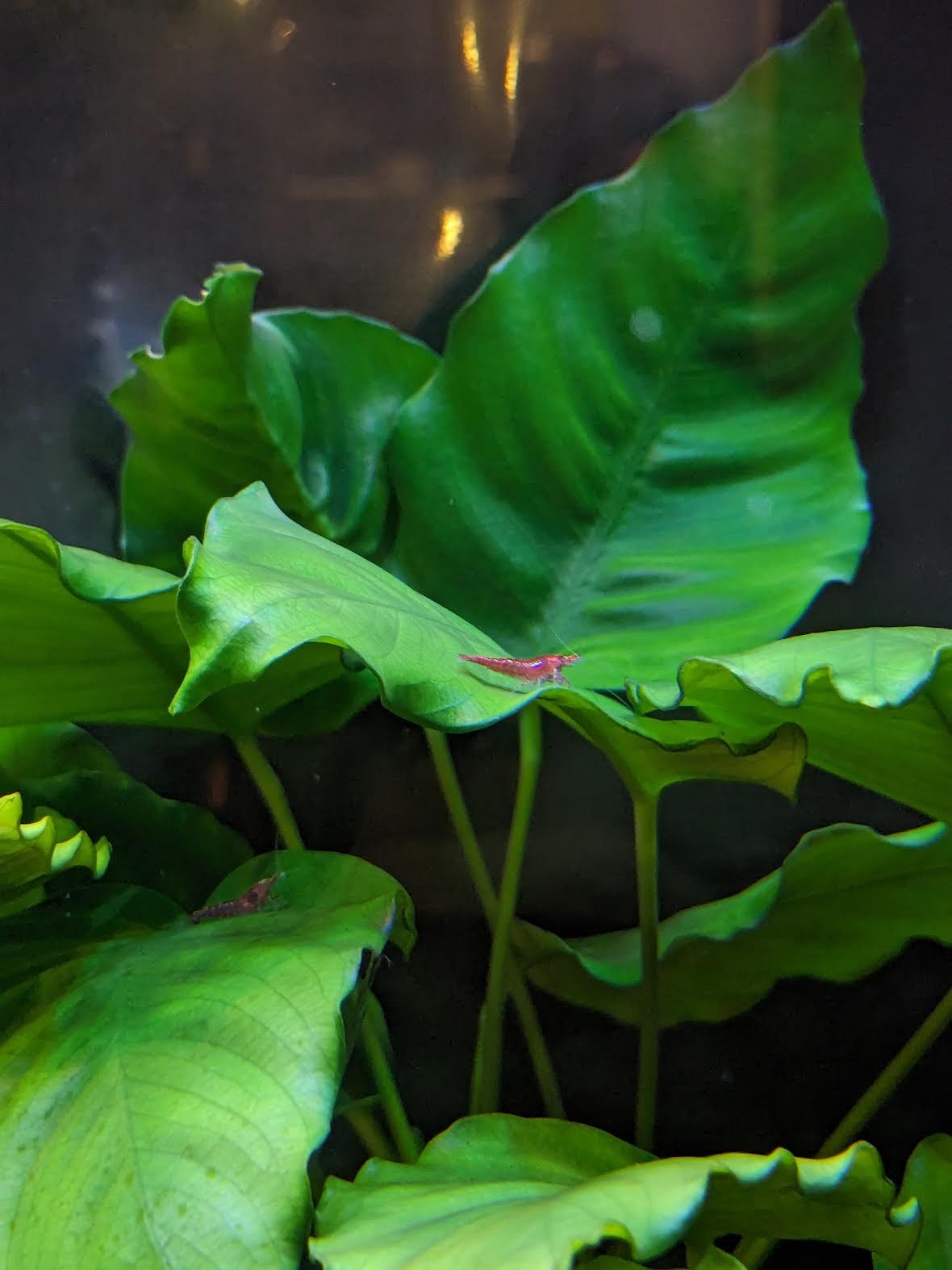 A couple shrimp on a leaf.