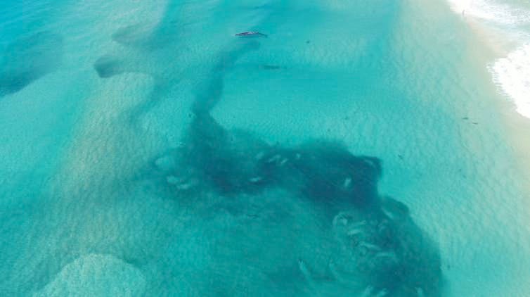 Aerial shot of Bryde’s whale in shallow waters near baitfish (darker areas)