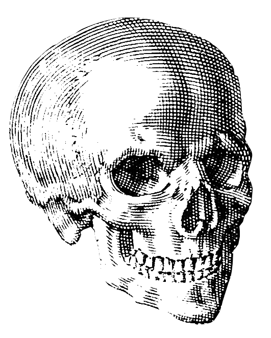 Transparent image of a skull looking to the right.