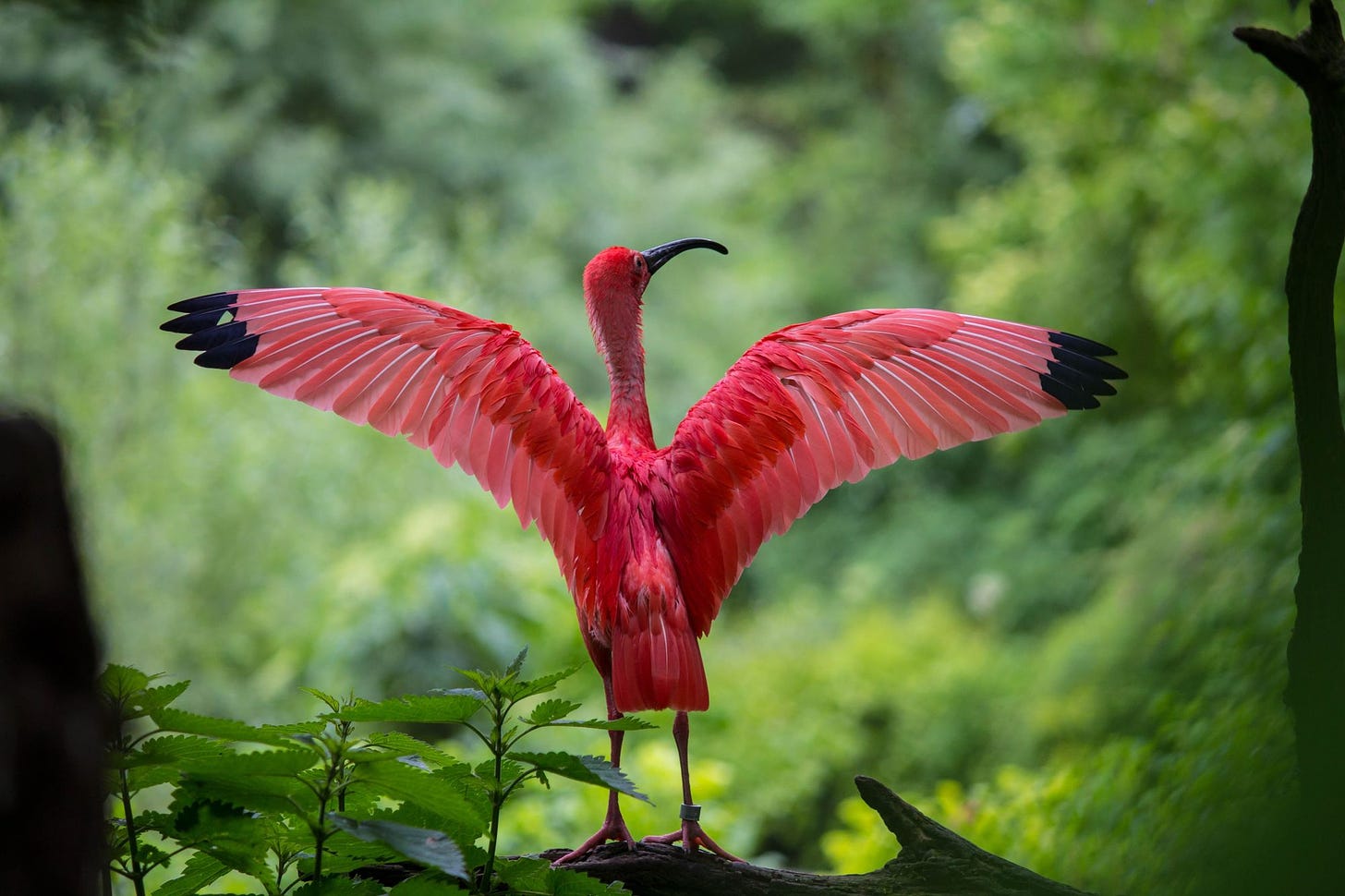 pink bird with wings spread