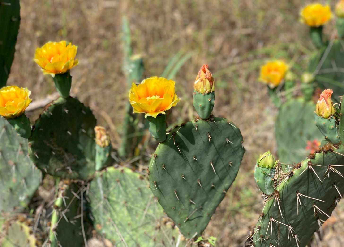 A close-up photo of a green, spiky cactus with large yellow cactus blossoms blooming from the top
