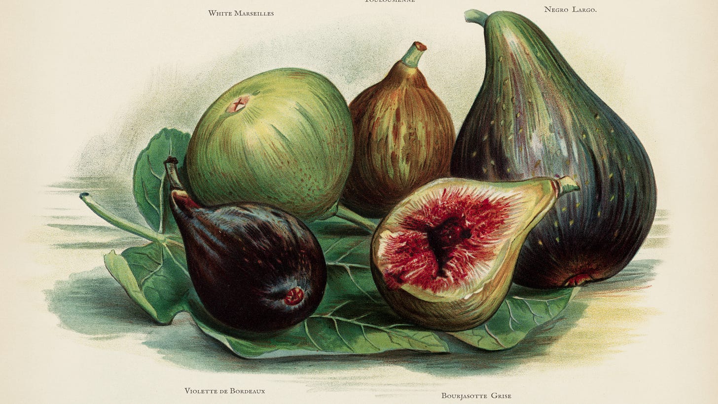 Botanical drawing of 5 types of figs: violets de Bordeaux, boujasotte guise, negro largo and white Marseilles. The fifth label is missing. One fig is cut open. They are all sitting on a fig leaf