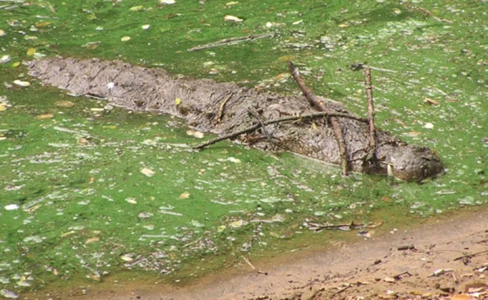 Crocodiles Balance Twigs on Their Heads to Lure Nest-Building Birds | Smart  News| Smithsonian Magazine