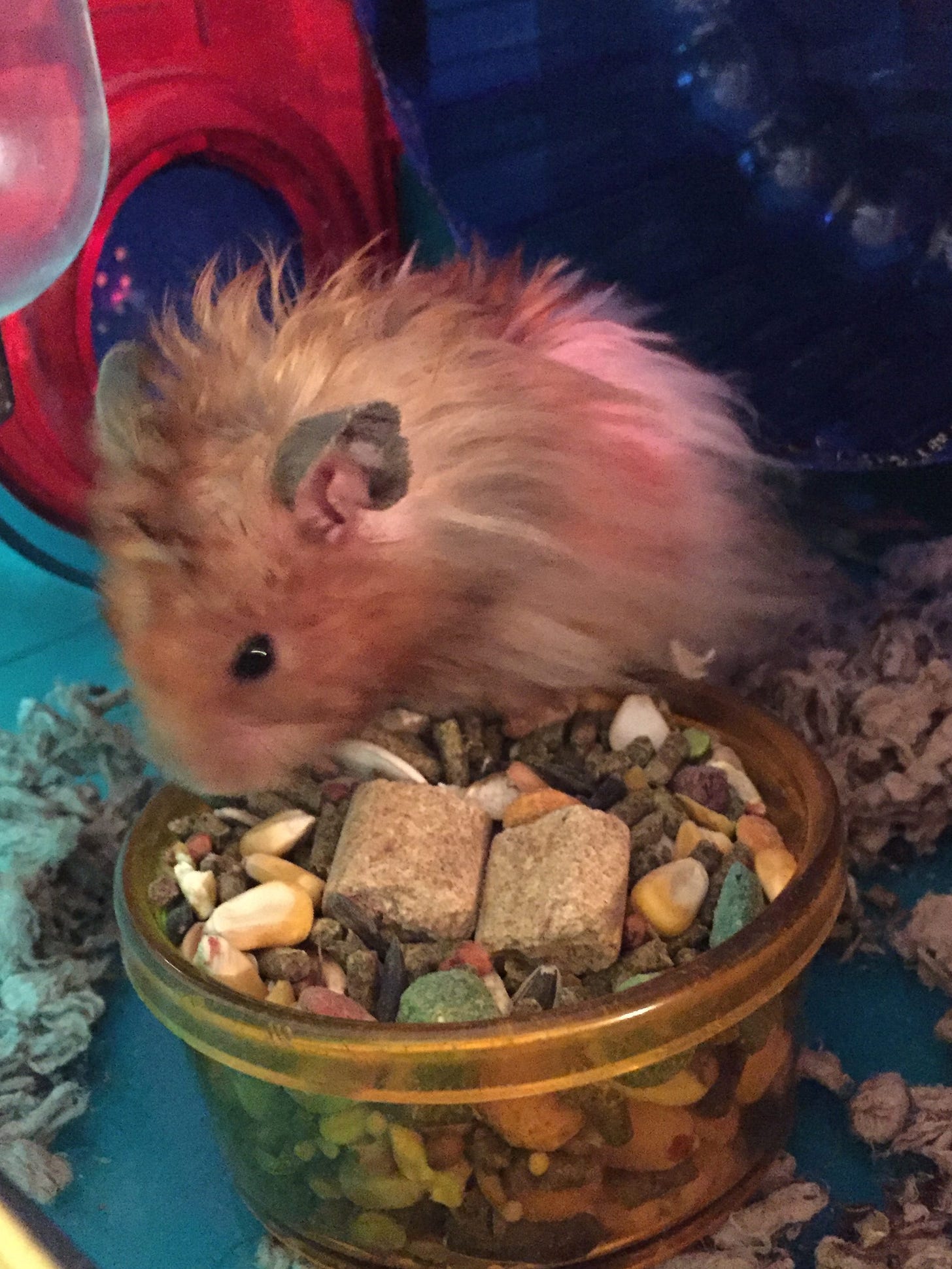 classs pet for special needs