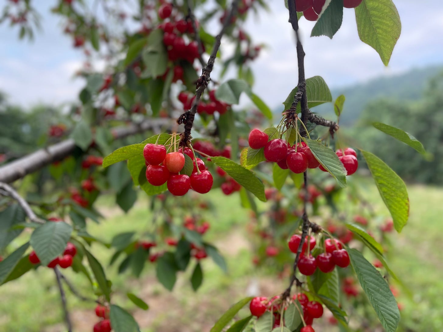 Bright red cherries on the branch with other cherries in the background on a hazy day
