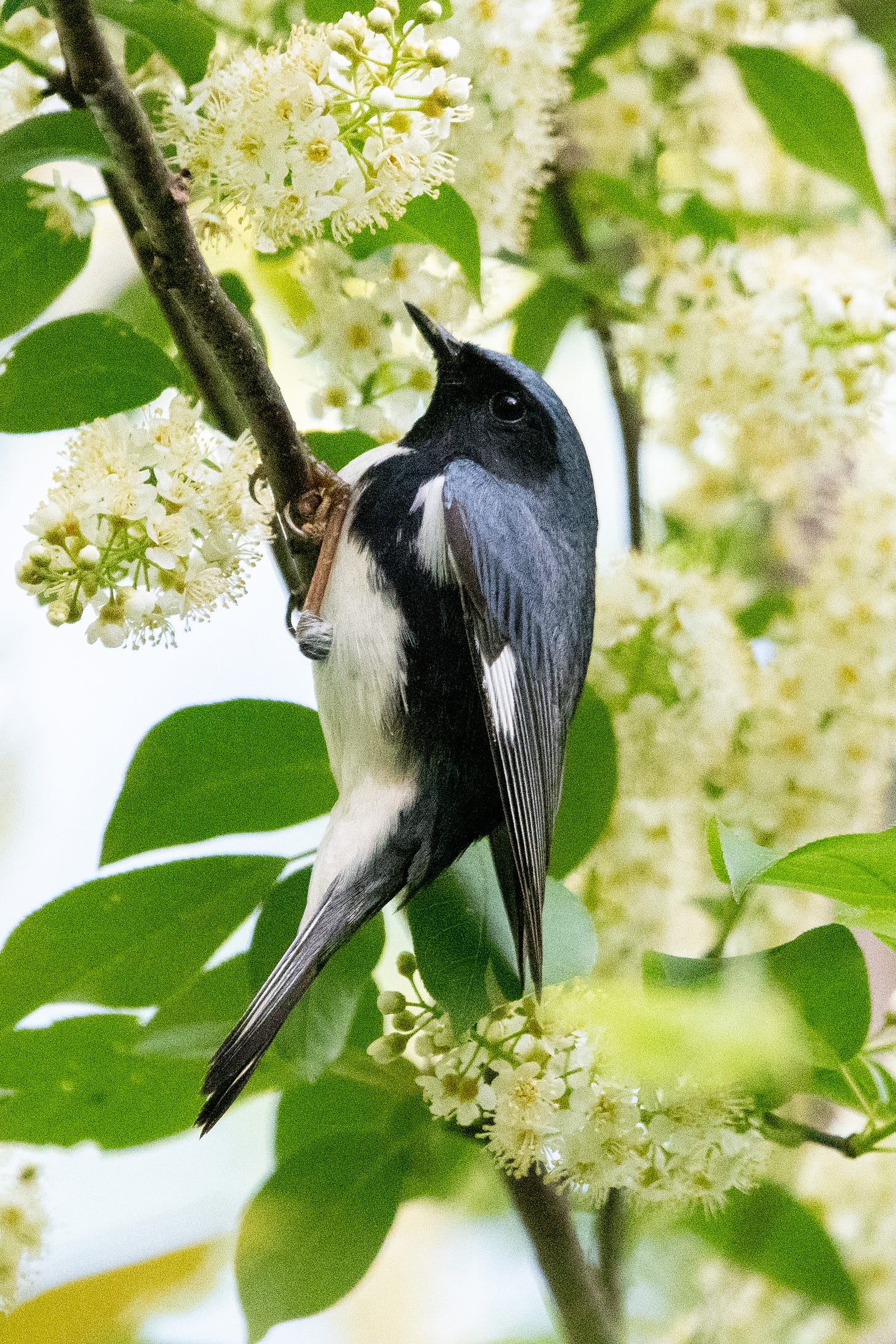 A small bird with a slate blue cap and back, a black mask and flanks, and a white belly is perched vertically amid white flowers of a black cherry tree