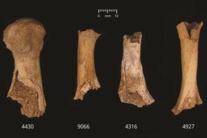 Bones showing damage attributed to possible human chewing—from left to right: metatarsal 1, metatarsal, clavicle, metatarsal. Image credit: Schulting et al. Antiquity, December 2024.