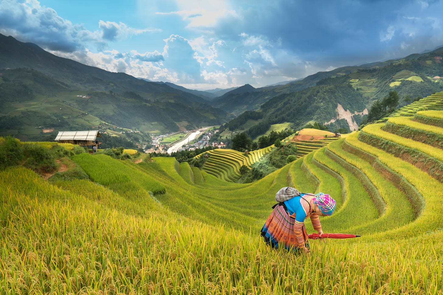 Colorfully dressed woman working in terraced rice fields