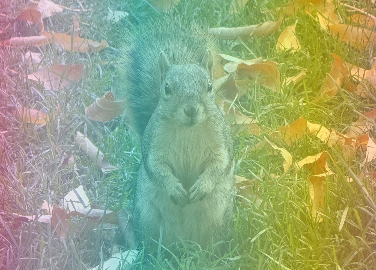 A rainbow-filtered image of a cute squirrel standing at attention in a grassy spot with some fallen leaves around it