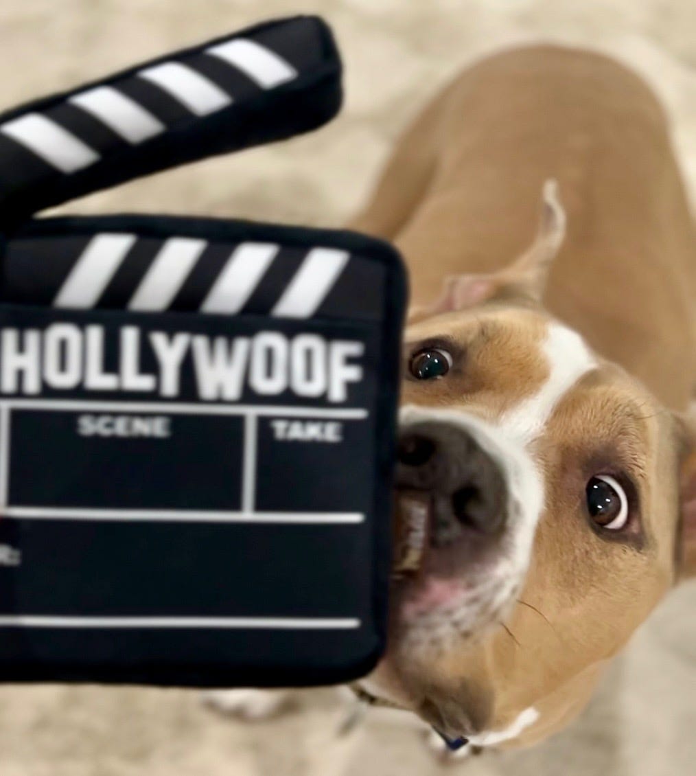 Elvis staring at a new toy that looks like a movie clapperboard