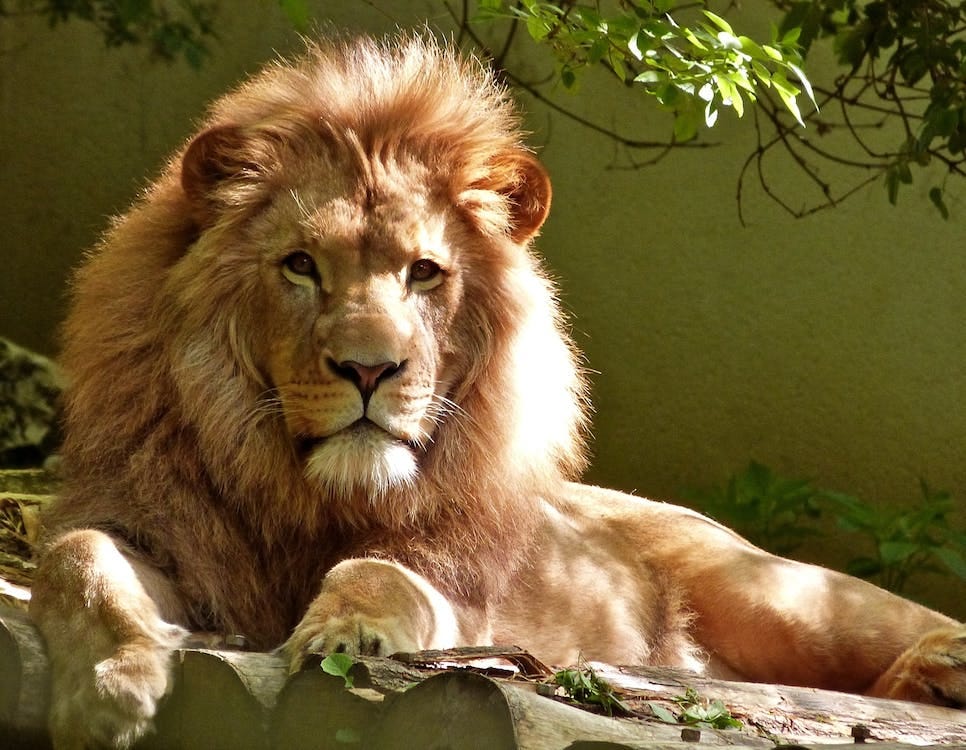 Free Close-up Portrait of Lion Stock Photo