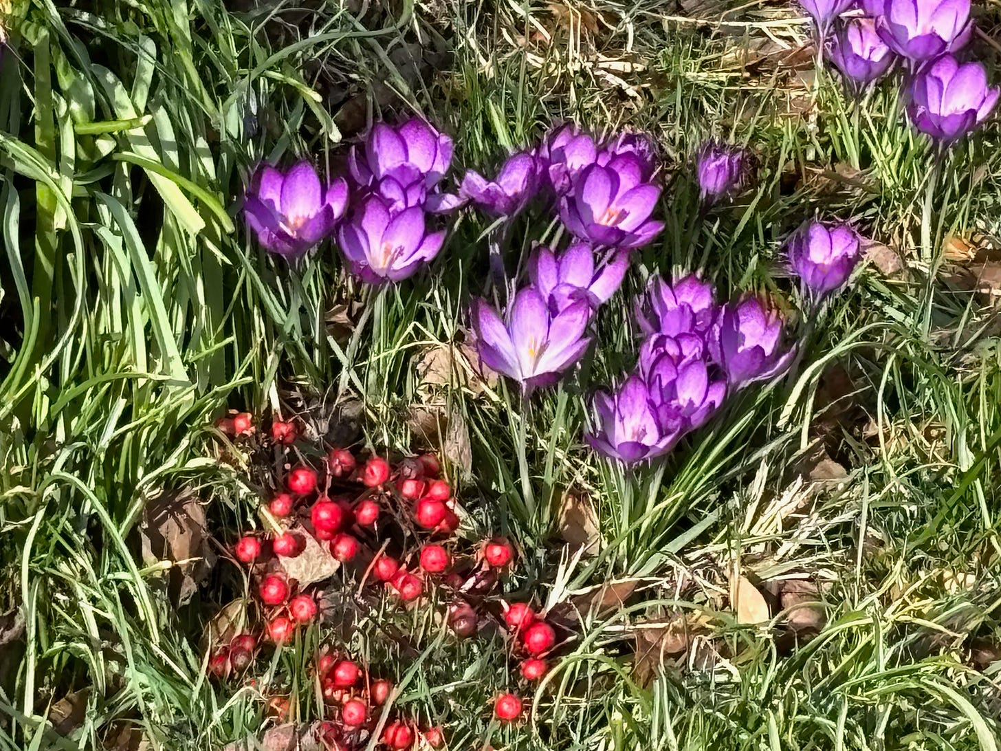 Purple crocuses and red berries against green grass