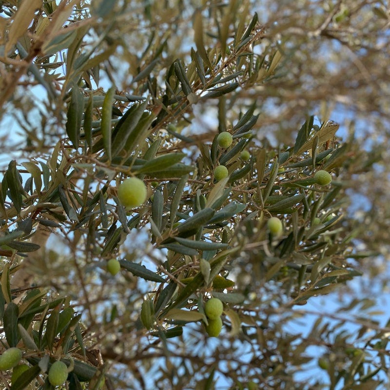 Genuine Adopt an Olive Tree in Palestine