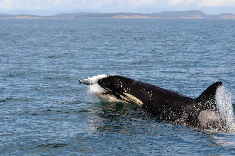 southern killer whale jumping out of the water to catch a salmon