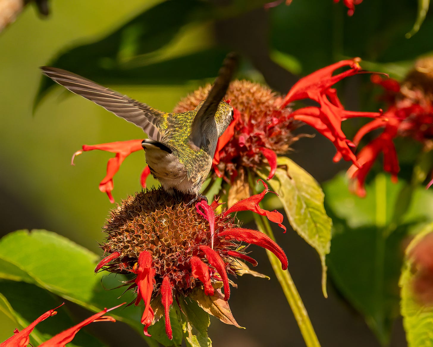 Seen from behind, the hummingbird is lightly perched on a red flower as he sticks his beak into the neighboring flower. His wings are up, as is his tail.