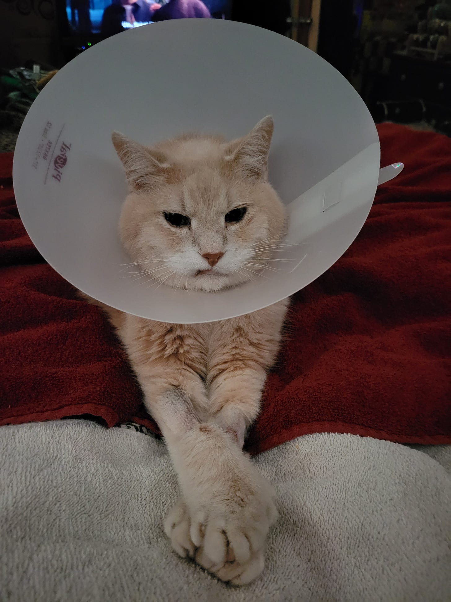 A ginger cat with a snaggle tooth smile wearing a cone is stitting on towels on the bed with his front paws crossed. 