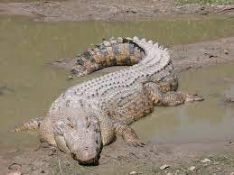 Saltwater crocodile - Wikipedia