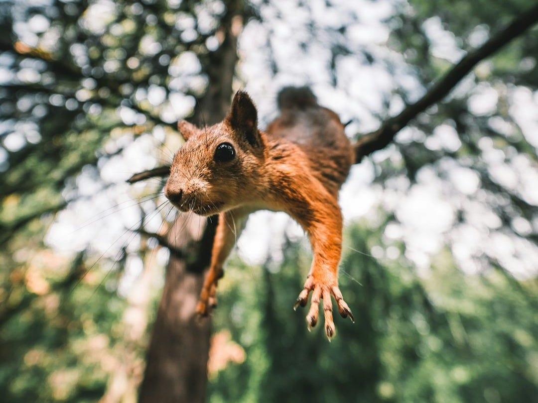 brown squirrel on tree branch during daytime