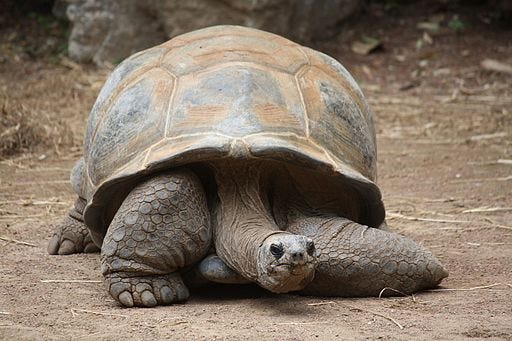 A photo of an Aldabra giant tortoise.