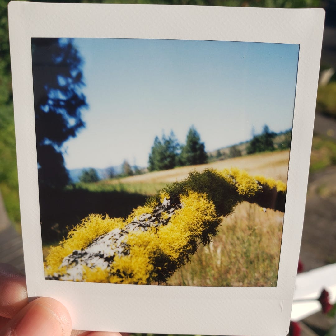 A close-up shot of yellow-green moss