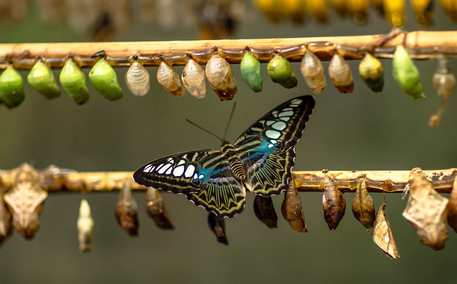 Chrysalis blue butterfly change
