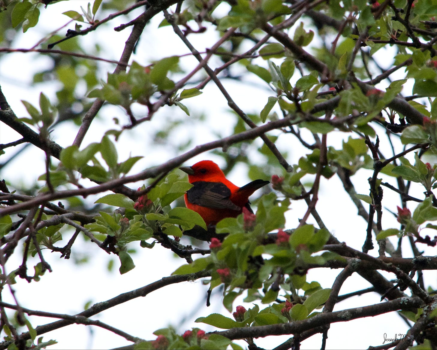 A Scarlet Tanager perches among the pink flower buds of a wild apple tree.