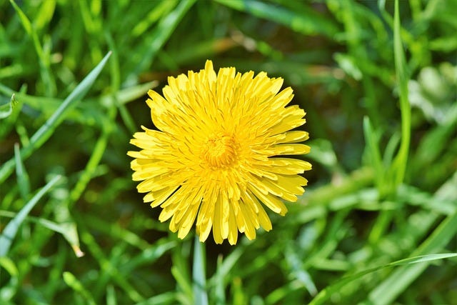 A dandelion in full bloom